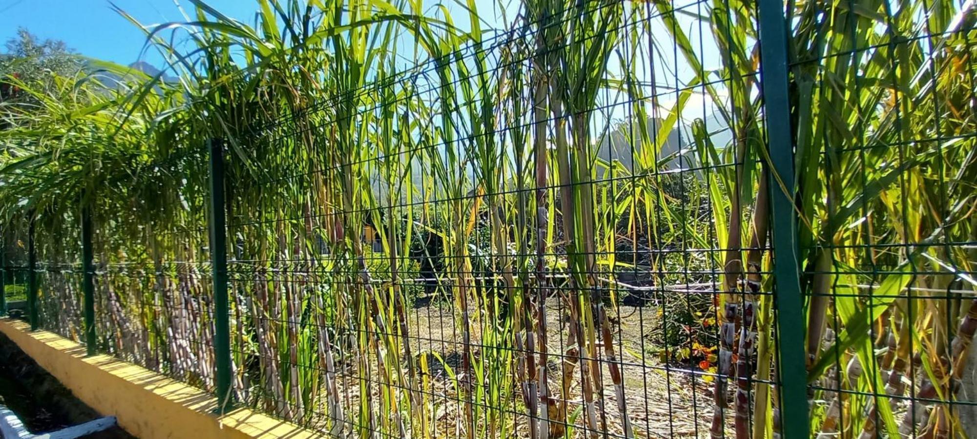 São VicenteRefugio Do Limoeiro别墅 外观 照片